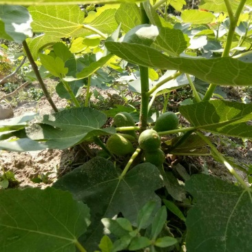 波姬红无花果苗10~20cm