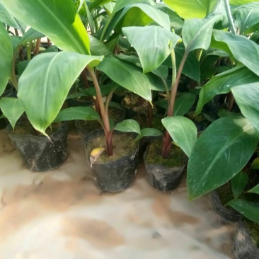 香蕉苗1~2年一级良种