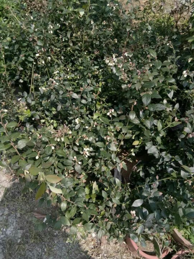 蓝莓苗1~2年30~50cm