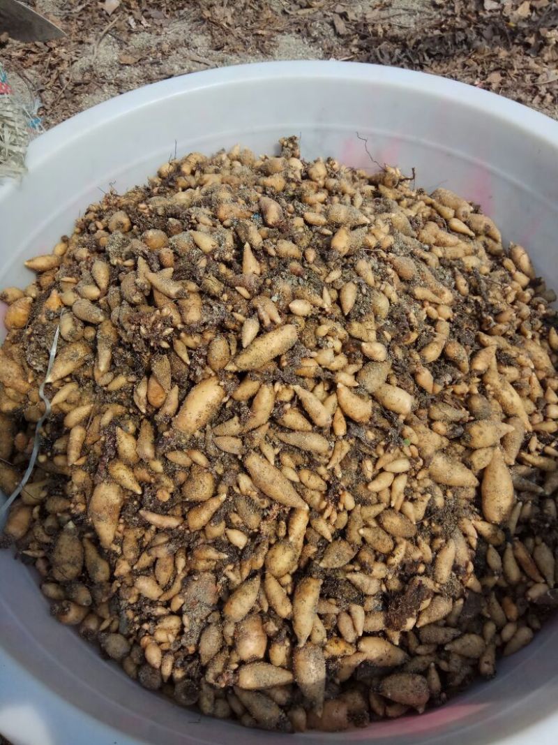 天麻种子纯正天麻零代种子批发零售均可