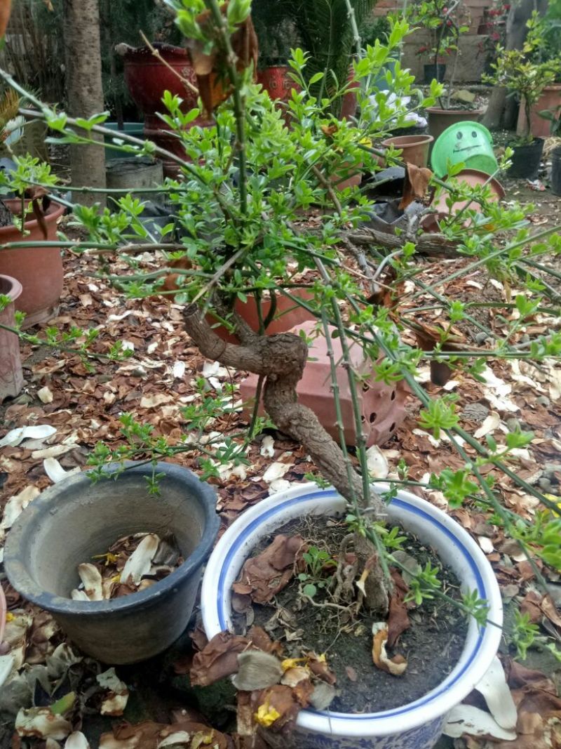 迎春花1米以下