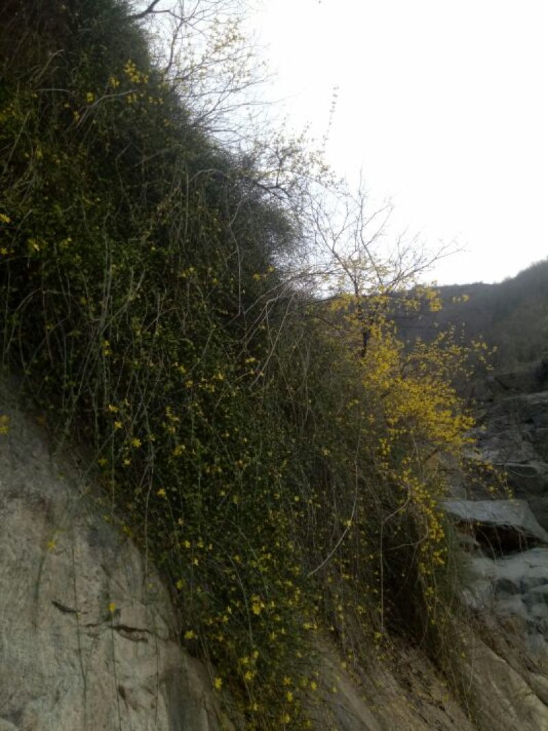 迎春花1米以下