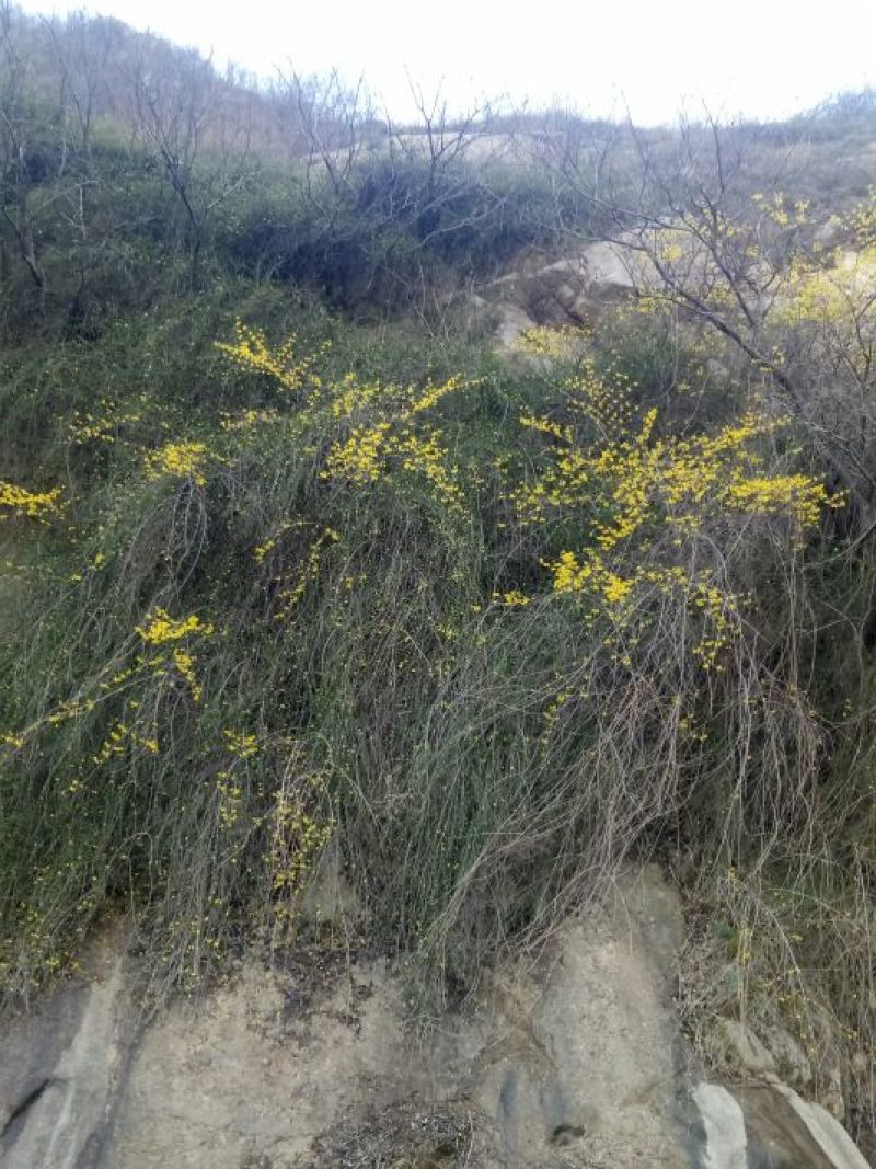 迎春花1米以下
