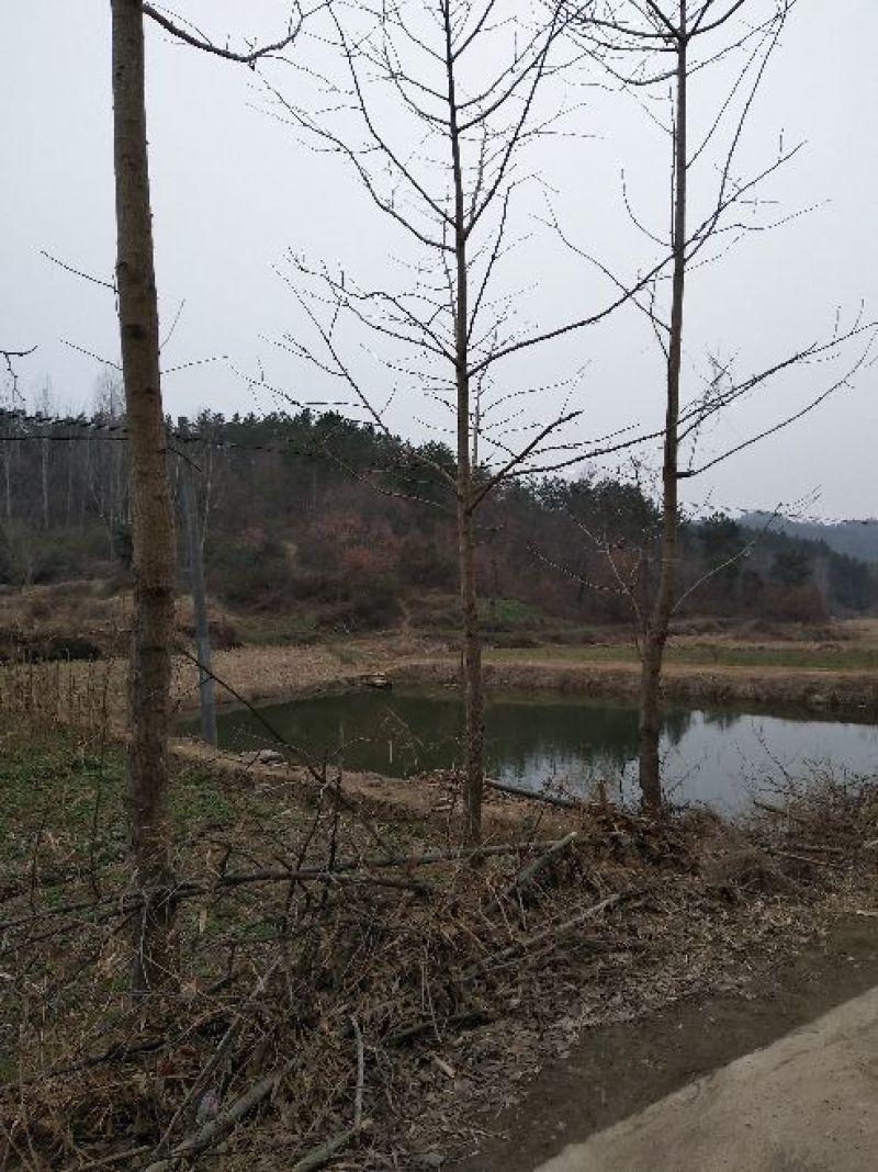 银杏树4~6cm3~3.5米2~3米