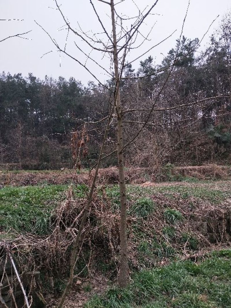 银杏树4~6cm3~3.5米2~3米