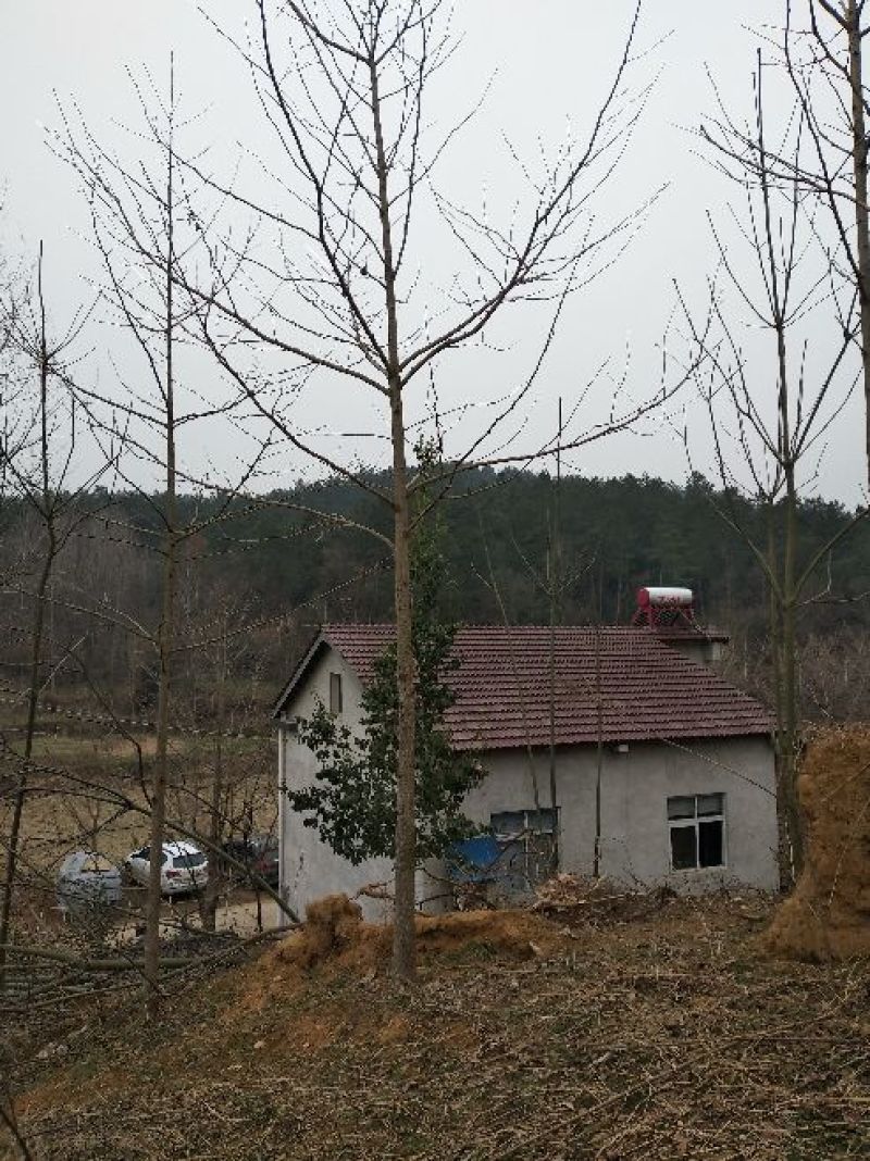 银杏树4~6cm3~3.5米2~3米