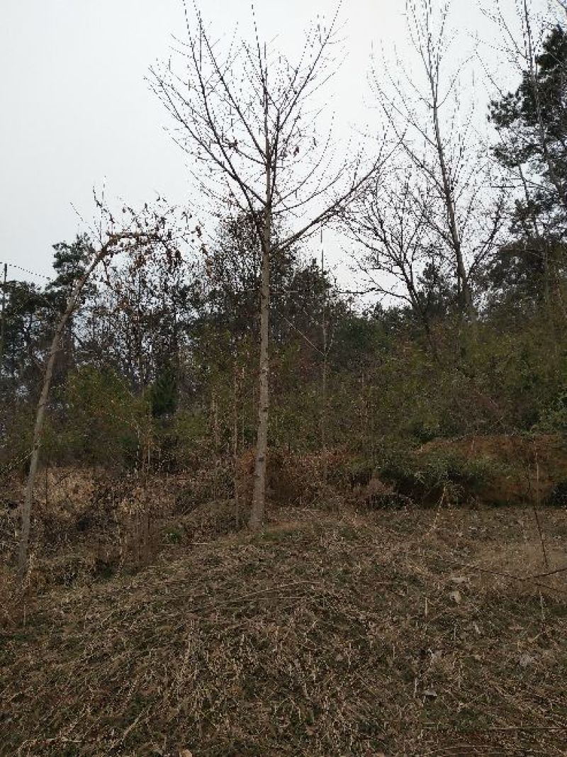 银杏树4~6cm3~3.5米2~3米