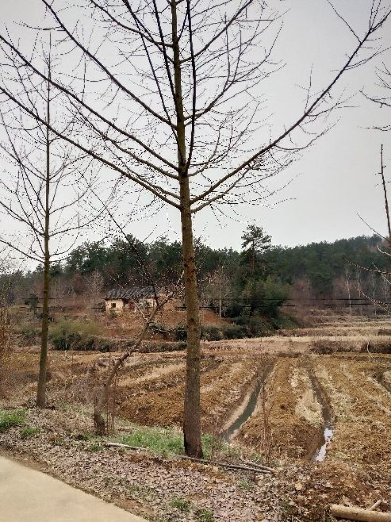 银杏树4~6cm3~3.5米2~3米