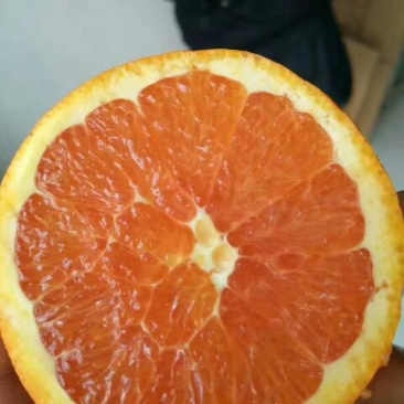中华红脐橙，支持一件代发，产地批发，真诚代办，拒绝差价