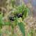 出售新产龙葵子龙葵籽种植用一年生全草可入药