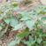 出售新产龙葵子龙葵籽种植用一年生全草可入药