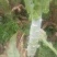 莴荀1.5~2斤28cm以上