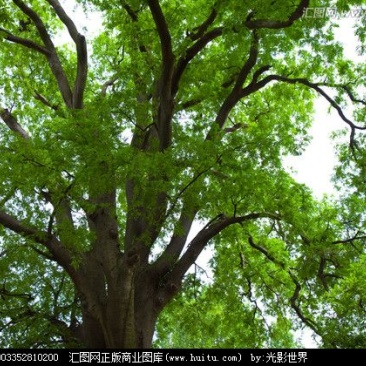 皂角树8~10cm20cm以上4米以上