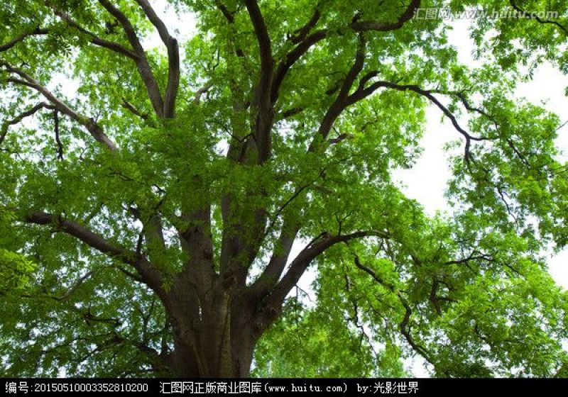 皂角树8~10cm20cm以上4米以上