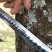皂角树8~10cm20cm以上4米以上