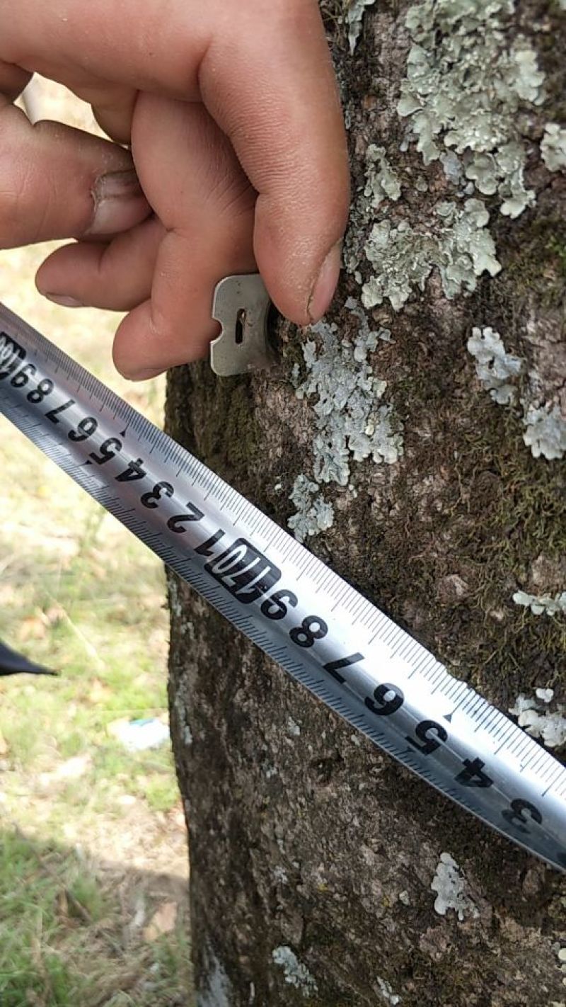 皂角树8~10cm20cm以上4米以上
