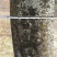 皂角树8~10cm20cm以上4米以上