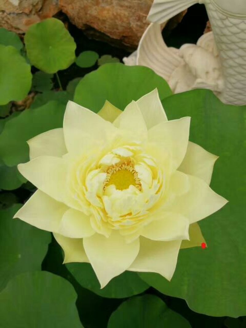荷花40~50cm