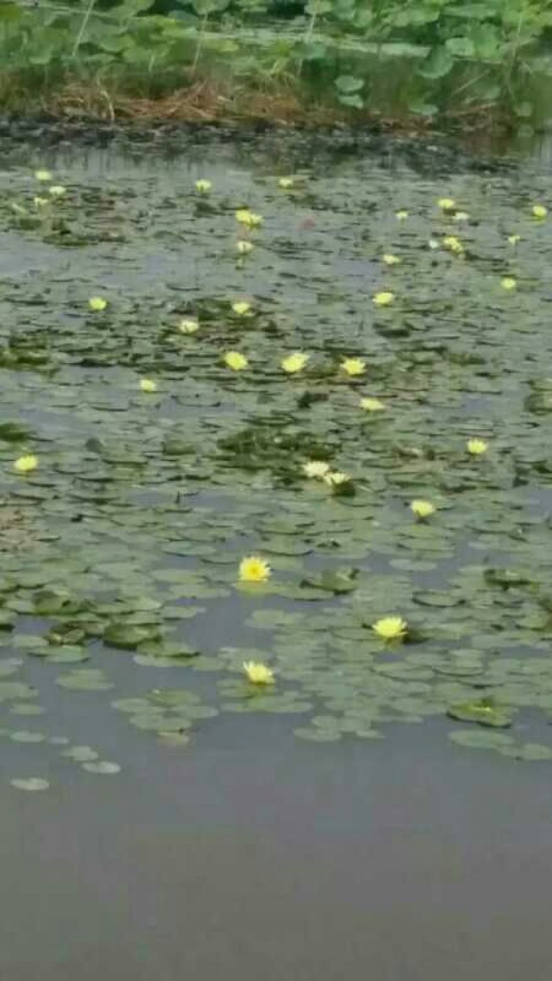 荷花40~50cm
