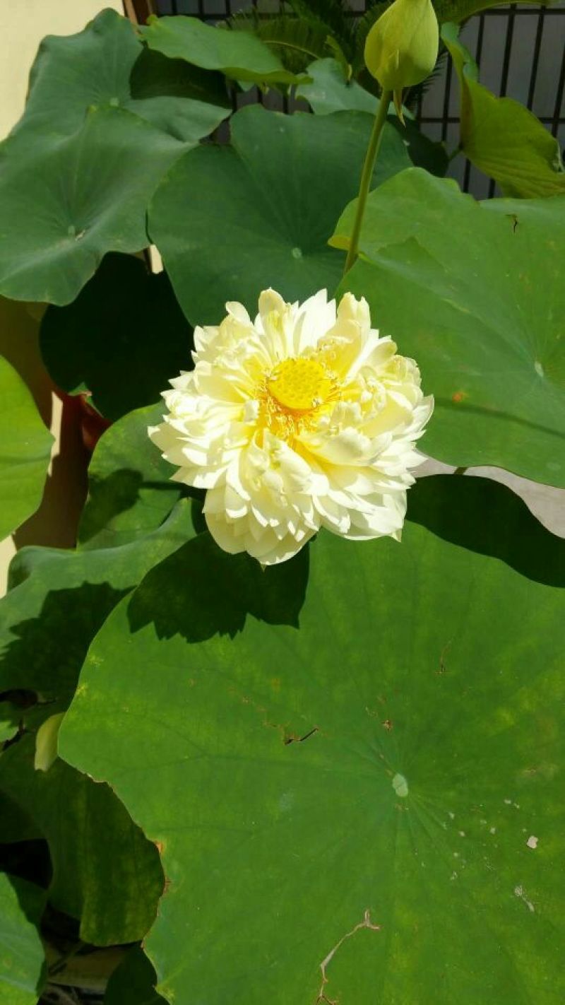 荷花40~50cm