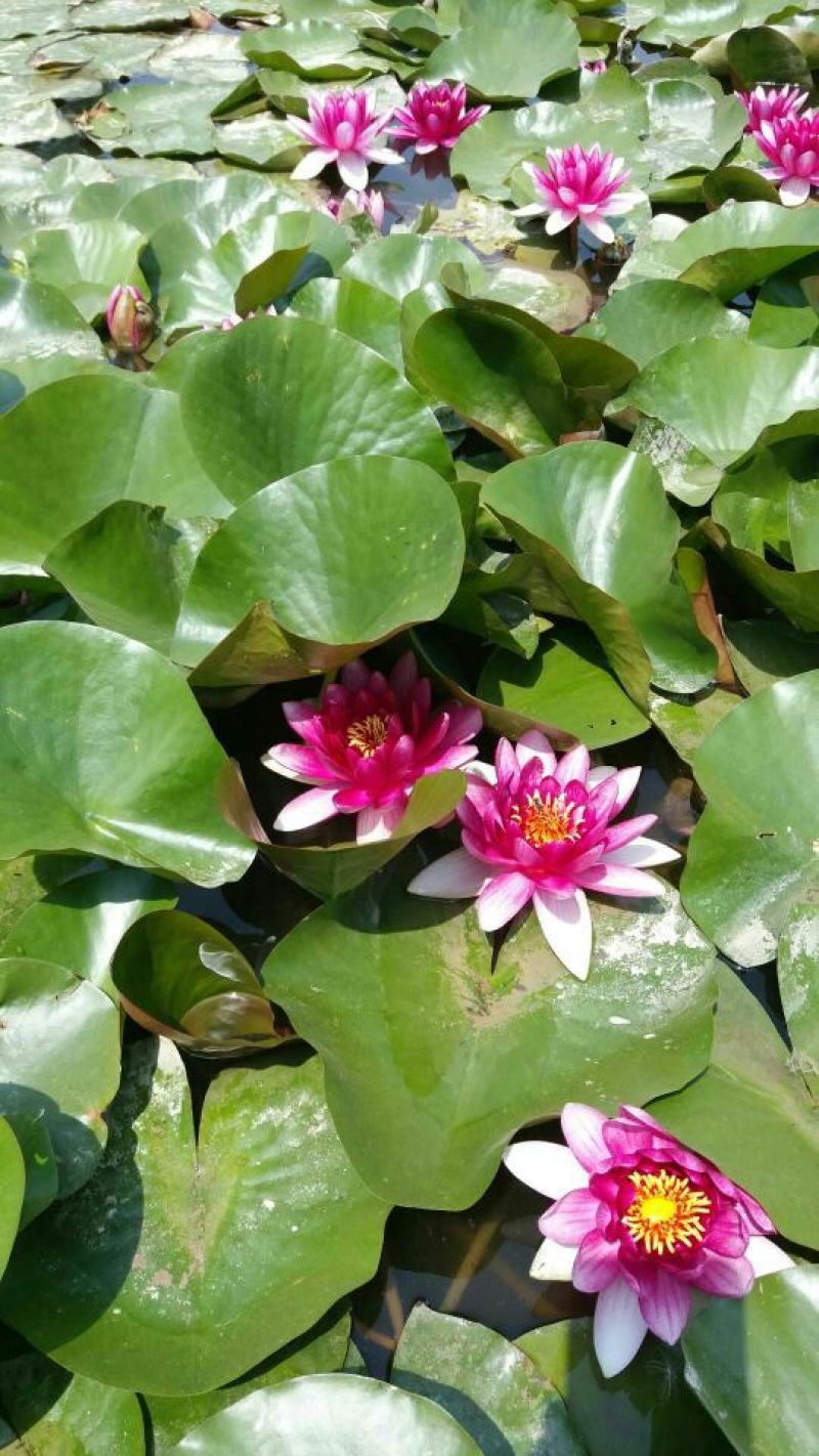 荷花40~50cm