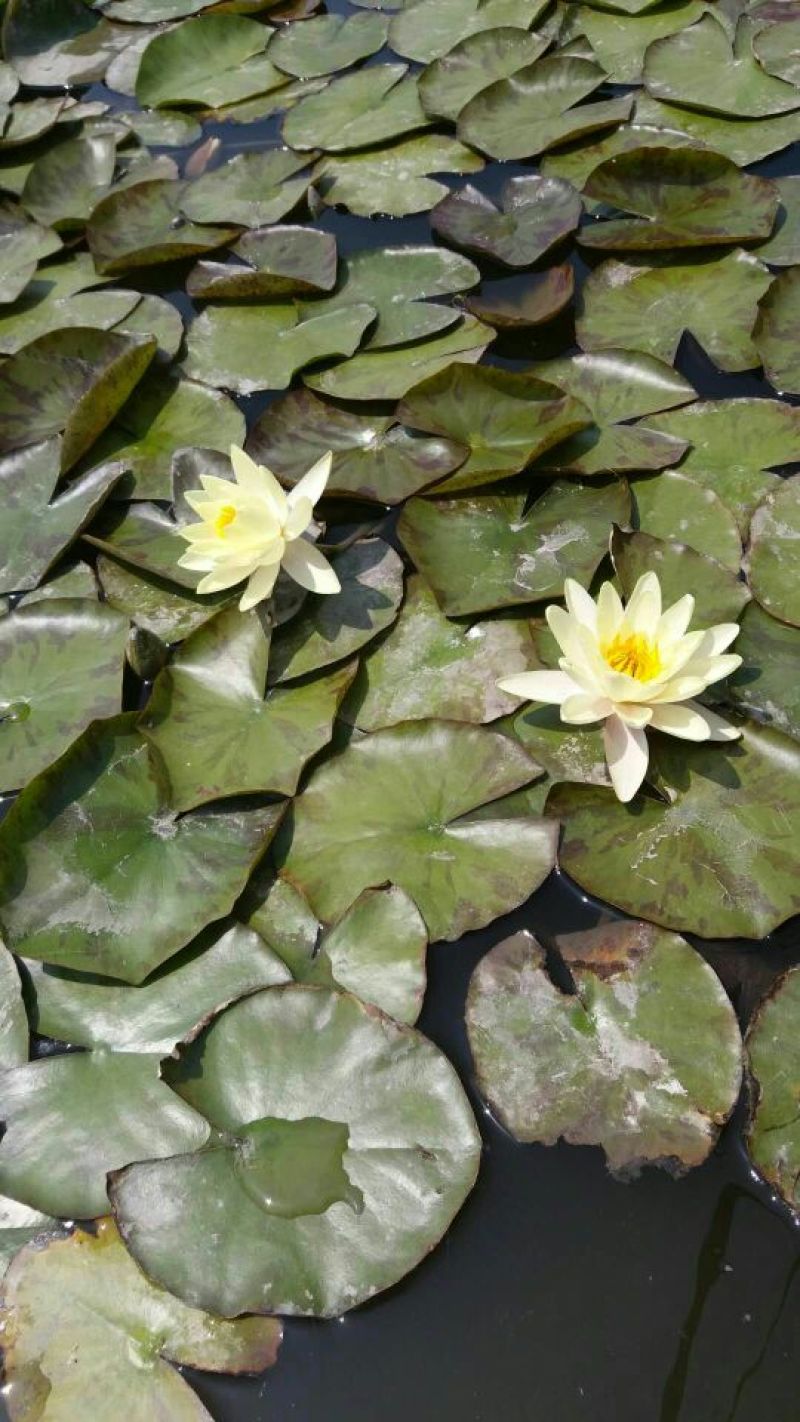 荷花40~50cm