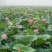 荷花40~50cm