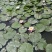 荷花40~50cm