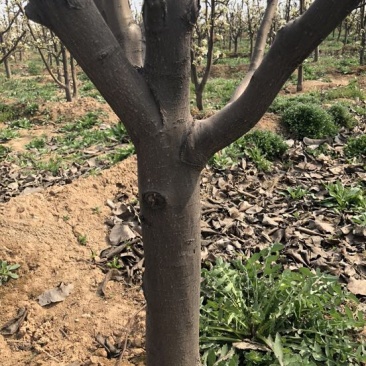 梨树2~4cm0.5~1米