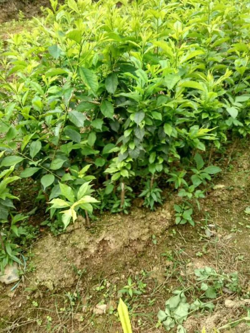 三华李树苗30~40cm地苗南方种植产量高