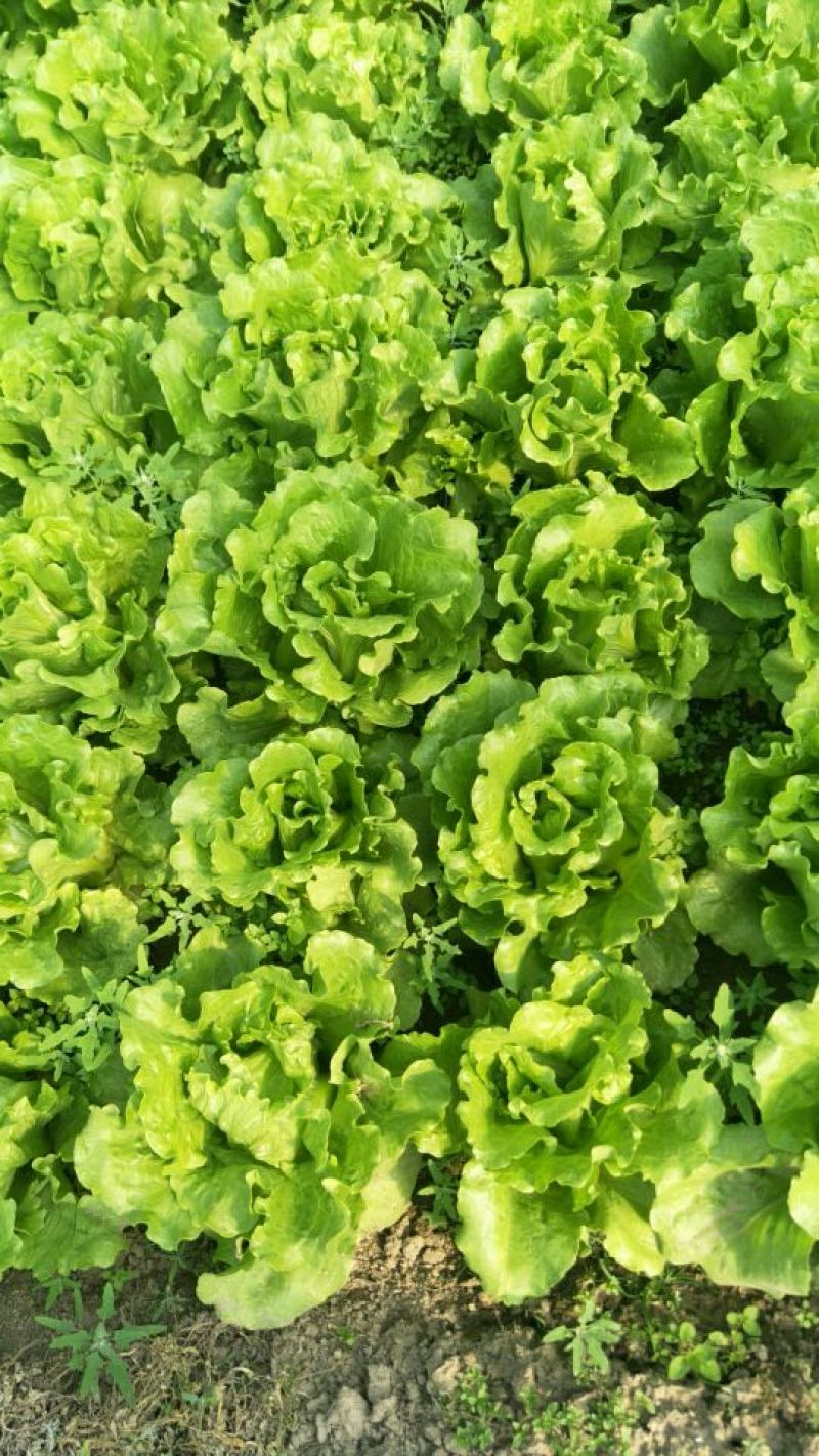 意大利生菜5两~6两产地直发保鲜技术好商超批发市场**