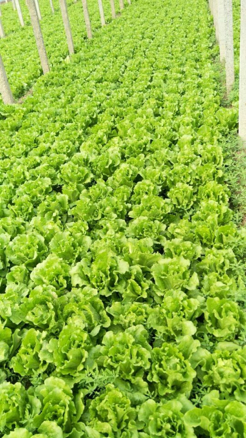 意大利生菜5两~6两产地直发保鲜技术好商超批发市场**
