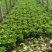 意大利生菜5两~6两产地直发保鲜技术好商超批发市场**