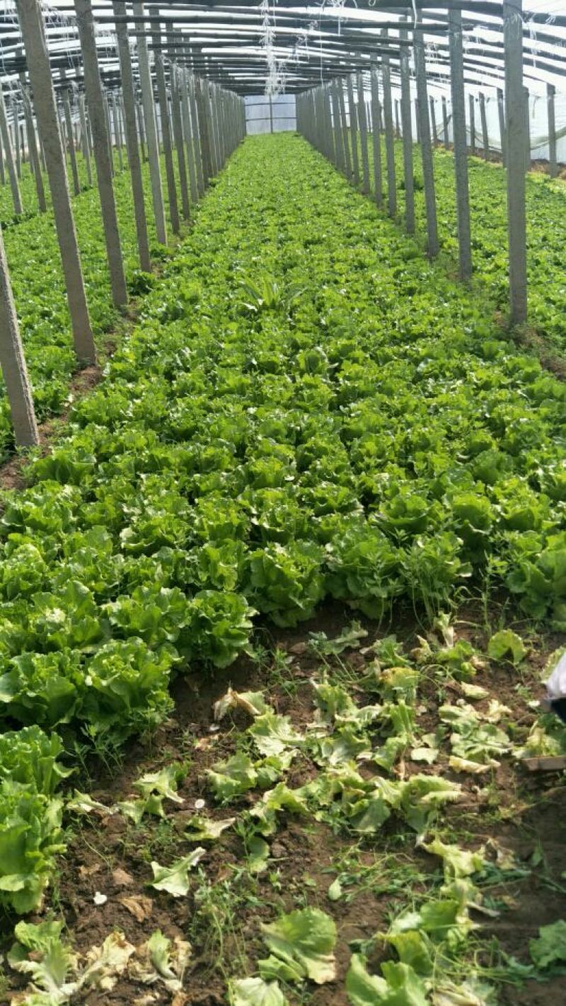 意大利生菜5两~6两产地直发保鲜技术好商超批发市场**