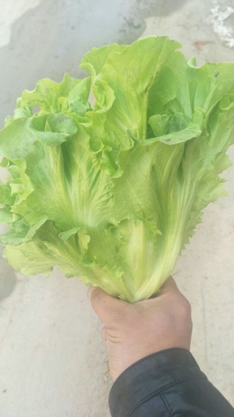 意大利生菜5两~6两产地直发保鲜技术好商超批发市场**