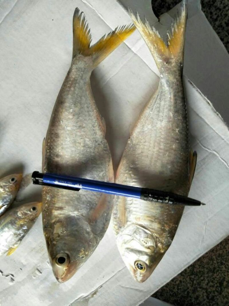 凤尾鱼