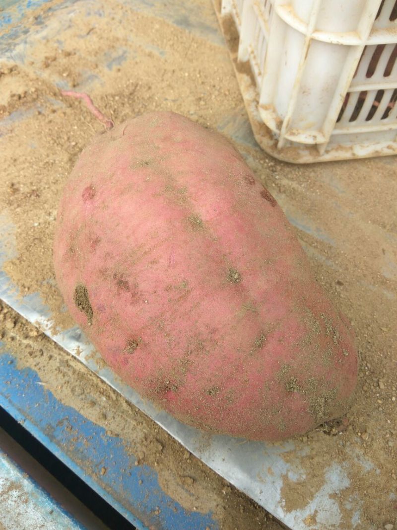 济薯5号红薯加工薯黄心4两以上