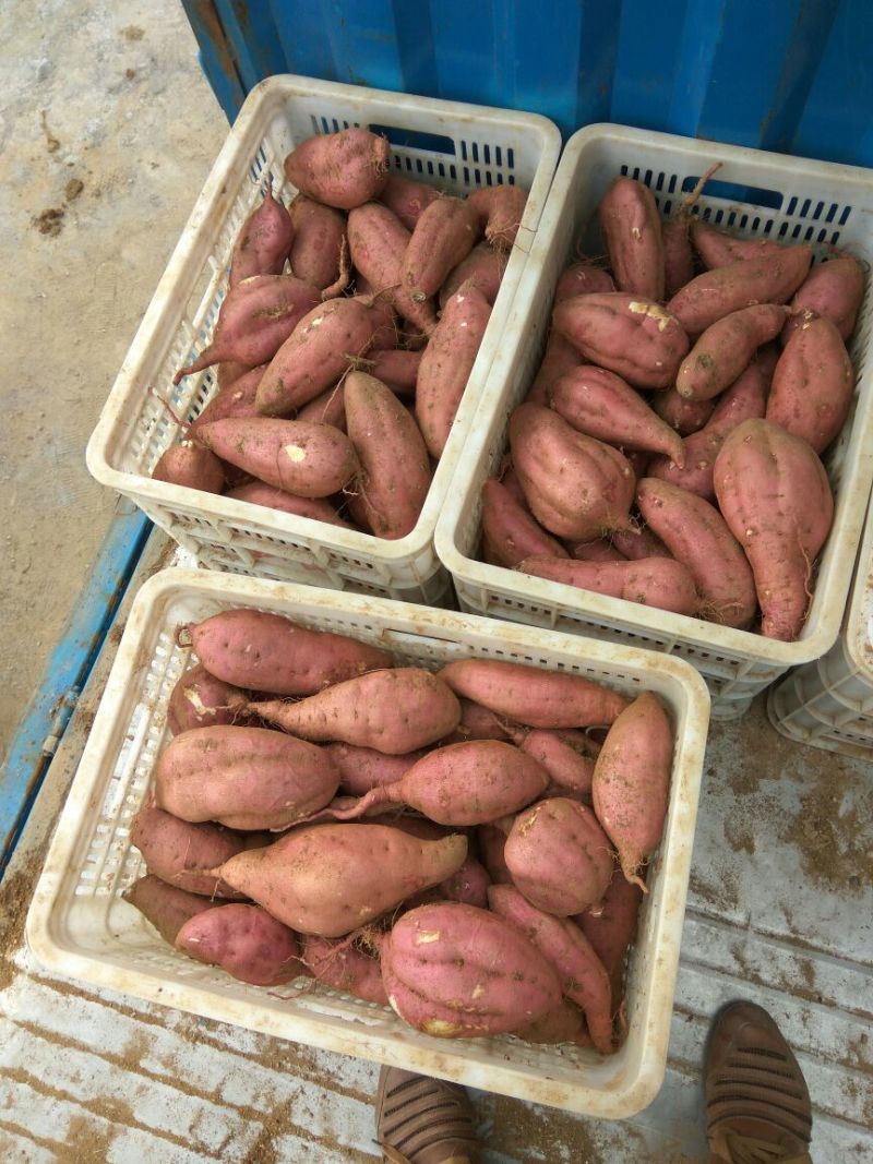 济薯5号红薯加工薯黄心4两以上