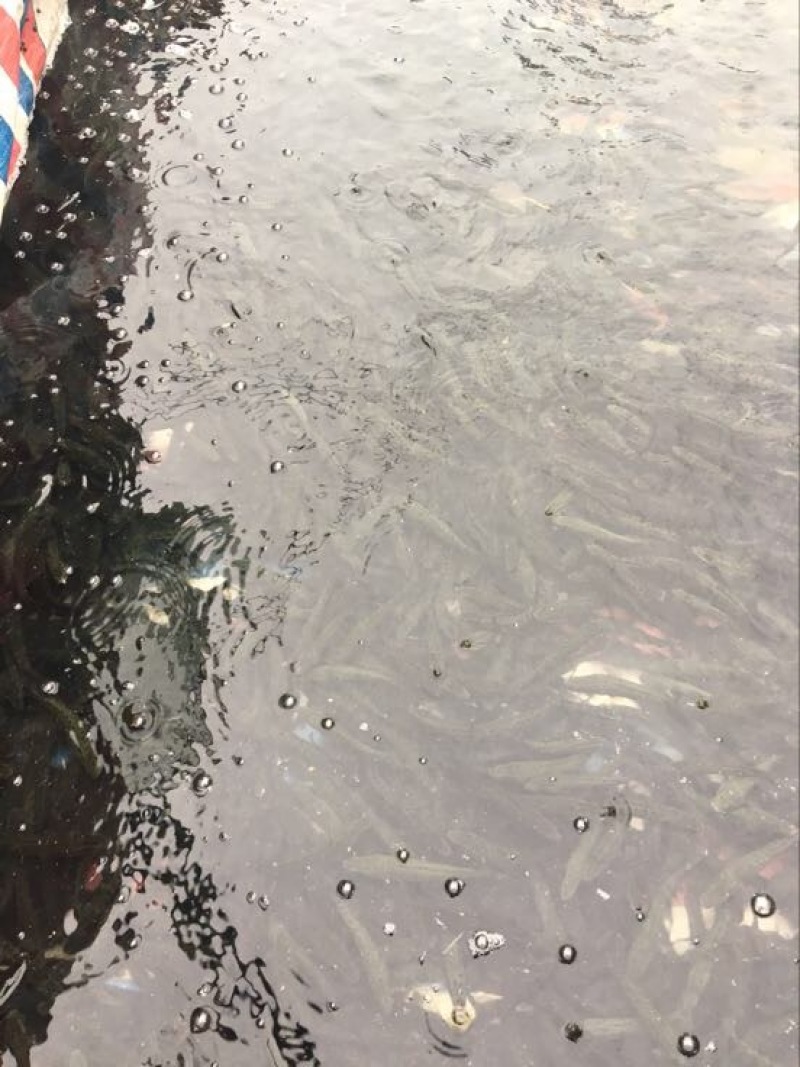黑鱼苗人工养殖规格齐全