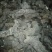 猪苓猪屎苓一手货源保质保量供货对接全国采购商