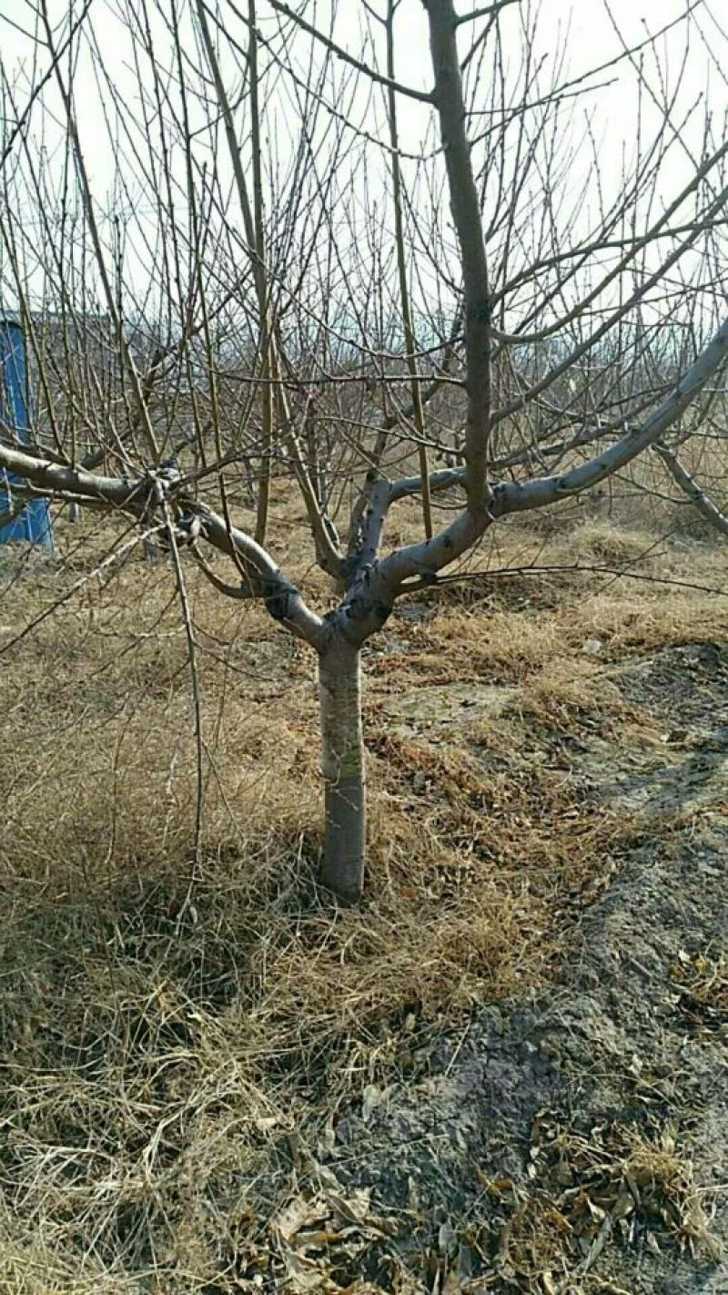 出售供应4-5公分桃树