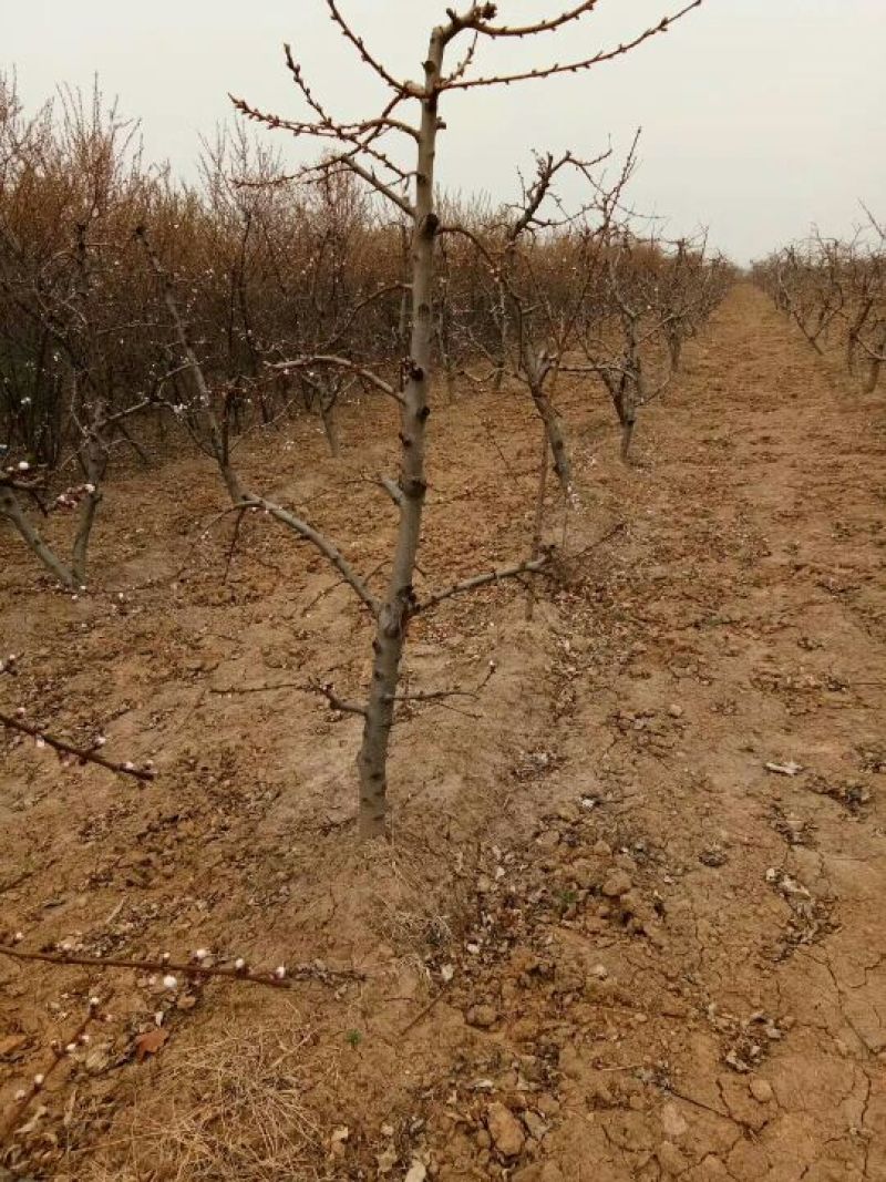 出售供应4-5公分桃树