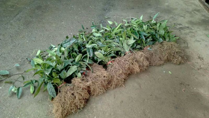布福娜树苗30~50cm