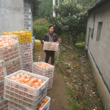 椪柑6.5~7cm碰柑现以大量上市中表面漂亮欢迎各位老