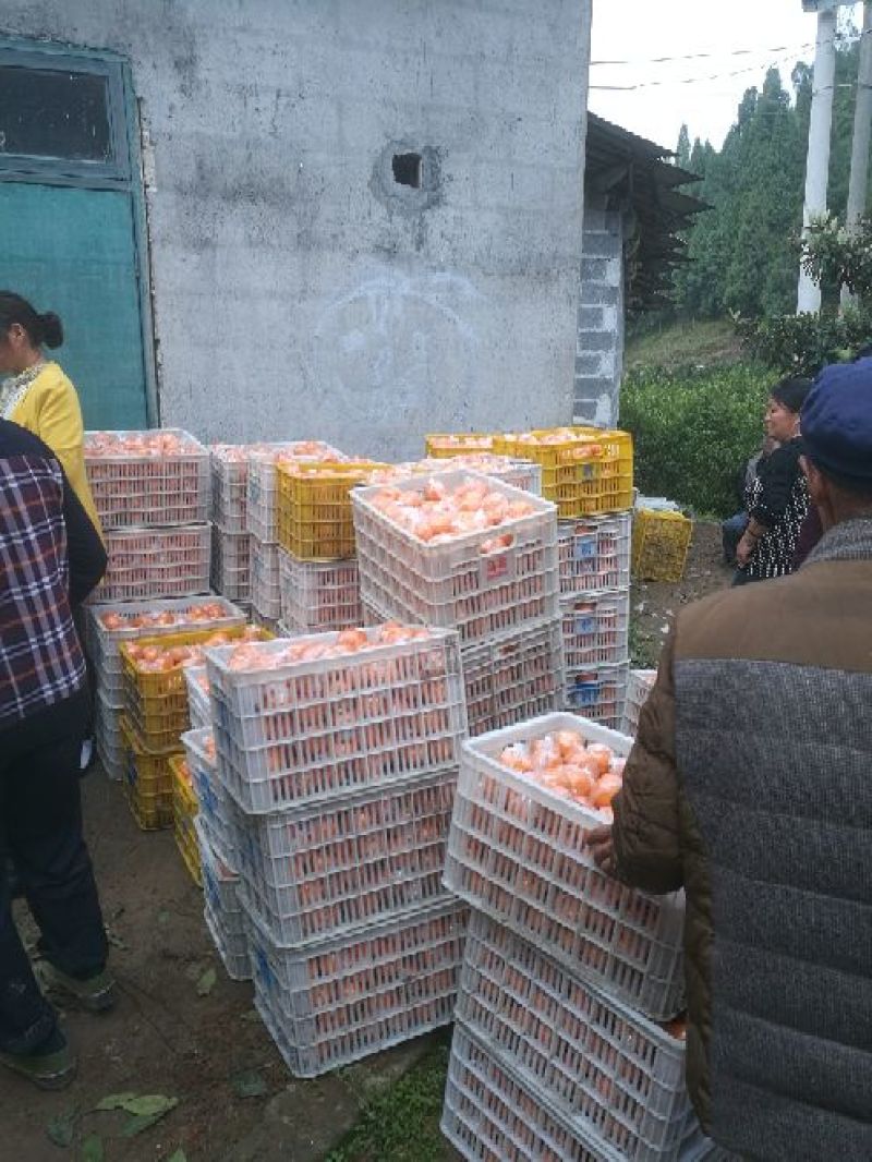 椪柑6.5~7cm碰柑现以大量上市中表面漂亮欢迎各位老