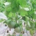 绿宝甜瓜0.5斤以上统货