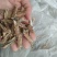 地骨皮：野生：地骨皮片味甜：无骨头一手货原看规格下单