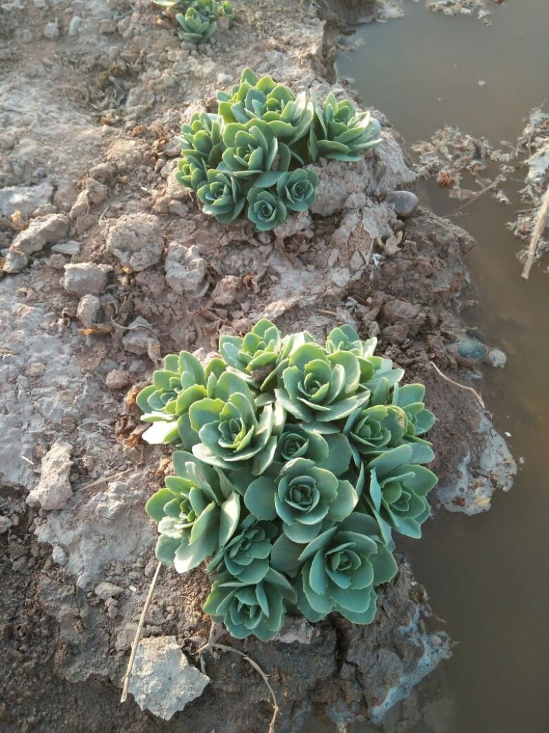 八宝景天盆花含盆裸跟