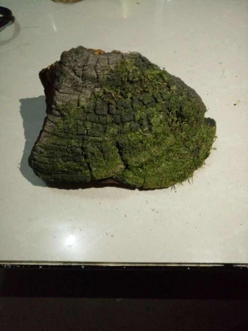 桑黄菌纯野生，无污染，质量可靠。
