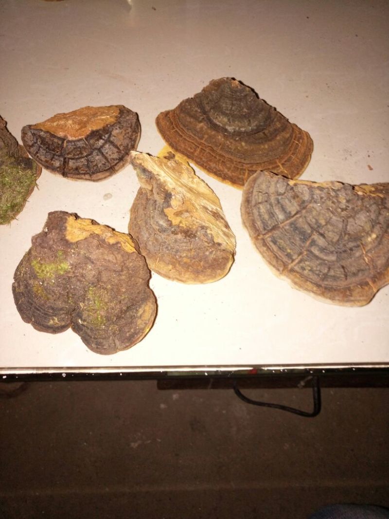 桑黄菌纯野生，无污染，质量可靠。